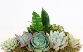 Allen's Flowers Succulent Plants SUCCULENTS IN DECORATIVE CONTAINERS, SUCCULENTS IN FLOWER ARRANGEMENTS