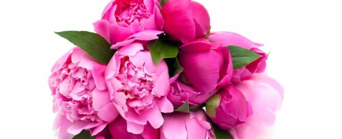 Allen's Flowers offers Popular Flowers for October Breast Cancer Awareness Month