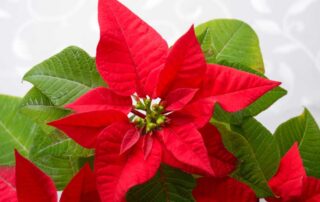 Allen's Flowers offers stunning Christmas and Hanukah Flowers