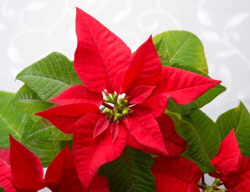 Allen’s Flowers Offers La Jolla California Flower Delivery for Christmas and Hanukah