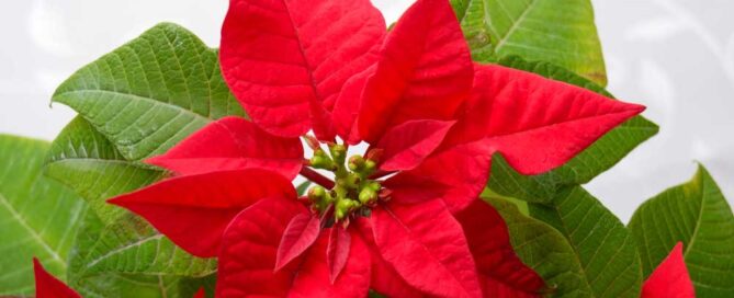 Allen's Flowers offers stunning Christmas and Hanukah Flowers